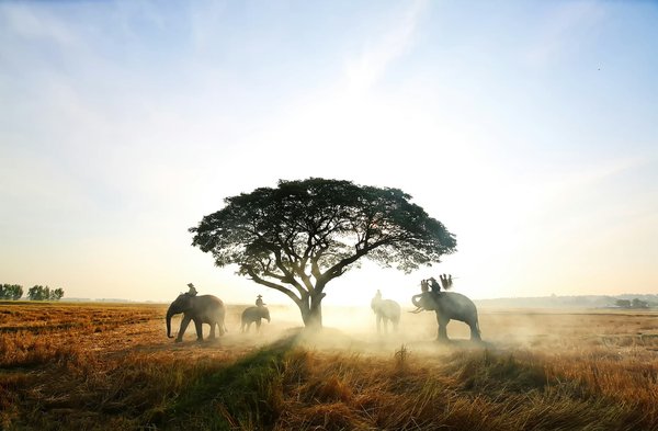 Quelles sont les particularités des safaris photographiques dans le parc national de Kruger, Afrique du Sud?